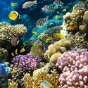 Récifs coralliens - crédits : © I. Tischenko/ Shutterstock