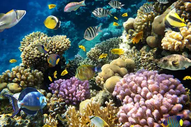 Récifs coralliens - crédits : © I. Tischenko/ Shutterstock