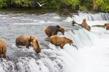 Ours bruns - crédits : © Rebecca Harding/ Moment/ Getty Images