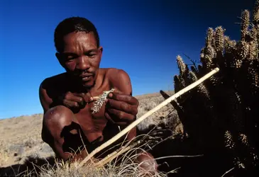 Cueillette au désert du Kalahari - crédits : © Louise Gubb/ Corbis/ Getty Images