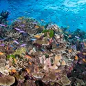 Grande Barrière de corail, Australie - crédits : © Brandi Mueller/ Moment open/ Getty Images