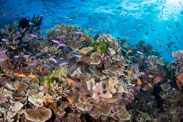 Grande Barrière de corail, Australie - crédits : © Brandi Mueller/ Moment open/ Getty Images