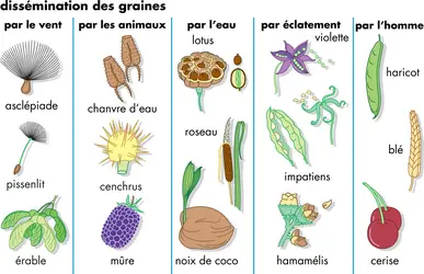 Graines - crédits : © Encyclopædia Britannica, Inc.