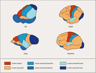 Aires cérébrales de plusieurs espèces animales - crédits : © 2007 Encyclopædia Universalis France S.A.