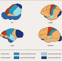 Aires cérébrales de plusieurs espèces animales - crédits : © 2007 Encyclopædia Universalis France S.A.