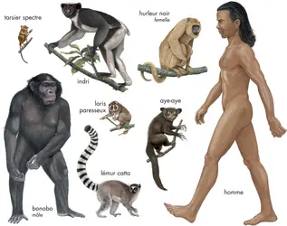 Primates - crédits : © Encyclopædia Britannica, Inc.