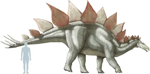 Stégosaure - crédits : © Encyclopædia Universalis France