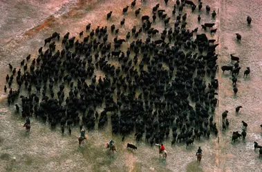 Cow-boys aux États-Unis - crédits : Nicholas DeVore/ Stone/ Getty Images