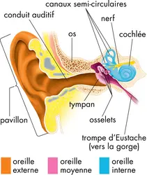 Anatomie de l'oreille humaine - crédits : © Encyclopædia Britannica, Inc.