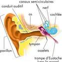 Anatomie de l'oreille humaine - crédits : © Encyclopædia Britannica, Inc.