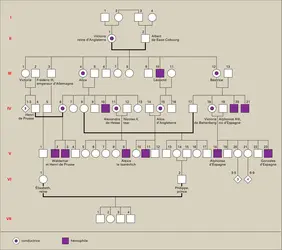 Transmission du gène de l'hémophilie par la reine Victoria - crédits : Encyclopædia Universalis France