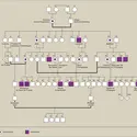 Transmission du gène de l'hémophilie par la reine Victoria - crédits : Encyclopædia Universalis France