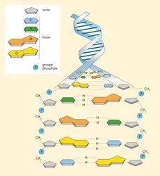 Détail de la structure de l'ADN - crédits : © Encyclopædia Universalis France