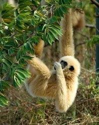 Gibbon Iar - crédits : Thierry Falise/ LightRocket/ Getty Images