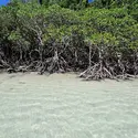 Mangroves - crédits : © M. Nitibhon/ Shutterstock