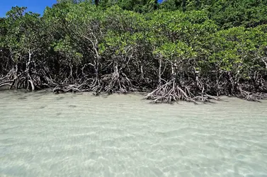 Mangroves - crédits : © M. Nitibhon/ Shutterstock