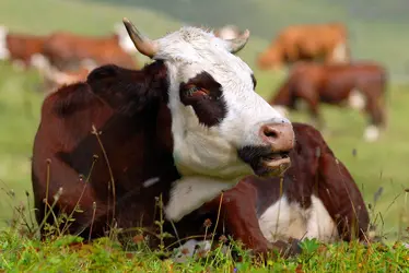 Vache - crédits : © C. Musat/ Shutterstock