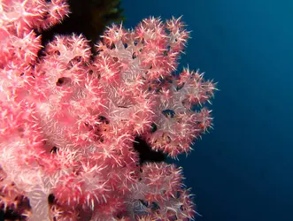Colonie de coraux - crédits : © Andaman/ Shutterstock