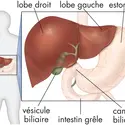 Anatomie du foie - crédits : © Encyclopædia Britannica, Inc.