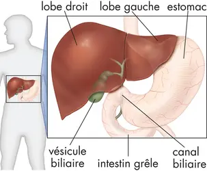 Anatomie du foie - crédits : © Encyclopædia Britannica, Inc.