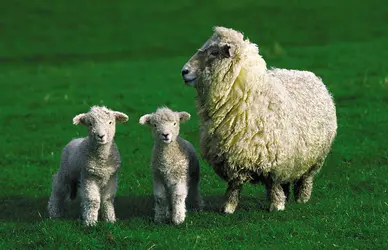 Mouton - crédits : © Aflo/Nature Picture Library