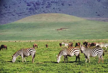 Zèbres en Tanzanie - crédits : © Spectrum Colour Library/Heritage-Images