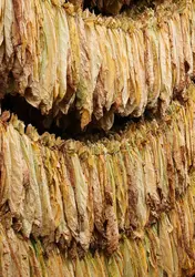 Séchage des feuilles de tabac - crédits : © Branislavpudar/ Shutterstock
