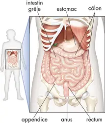 Les intestins humains - crédits : © Encyclopædia Britannica, Inc.