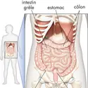 Les intestins humains - crédits : © Encyclopædia Britannica, Inc.