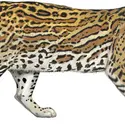 Ocelot - crédits : © Encyclopædia Britannica, Inc.