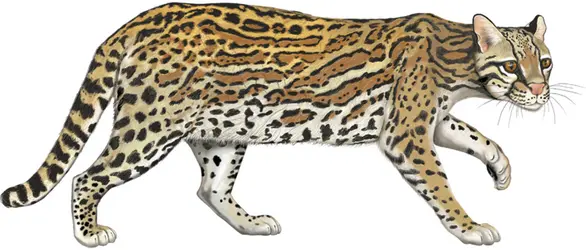 Ocelot - crédits : © Encyclopædia Britannica, Inc.