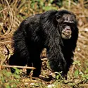 Chimpanzé - crédits : © Helmut Albrecht/Bruce Coleman Ltd.