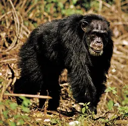 Chimpanzé - crédits : © Helmut Albrecht/Bruce Coleman Ltd.