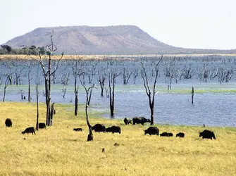 Buffles au Zimbabwe - crédits : © Spectrum Colour Library/Heritage-Images