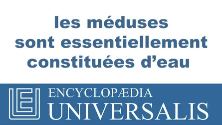 Méduse - crédits : © 2013 Encyclopædia Universalis