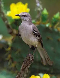 Oiseau moqueur - crédits : © David Welling/Nature Picture Library