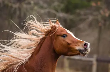 Crinière du cheval - crédits : © 	J. MacNeill-Traylor/ Moment/ Getty Images