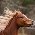 Crinière du cheval - crédits : © 	J. MacNeill-Traylor/ Moment/ Getty Images