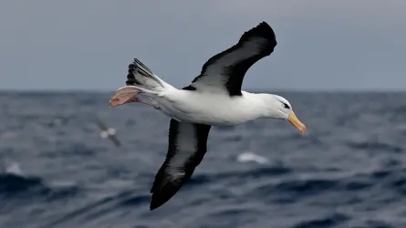 Albatros - crédits : © Ed Dunens/ Flickr ; CC BY 2.0