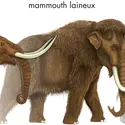 Mammouth et mastodonte - crédits : © Encyclopædia Britannica, Inc.