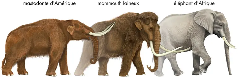 Mammouth et mastodonte - crédits : © Encyclopædia Britannica, Inc.