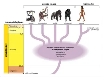 Les hominoïdes et leurs ancêtres communs - crédits : © Encyclopædia Universalis France