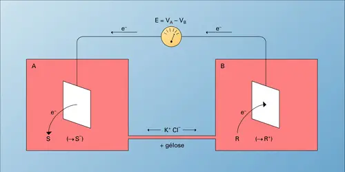 Pile électrochimique - crédits : © 2005 Encyclopædia Universalis France S.A.