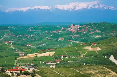 Champs de vignes - crédits : DEA/ R. CARNOVALINI/ De Agostini/ Getty Images