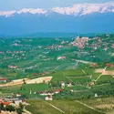 Champs de vignes - crédits : DEA/ R. CARNOVALINI/ De Agostini/ Getty Images