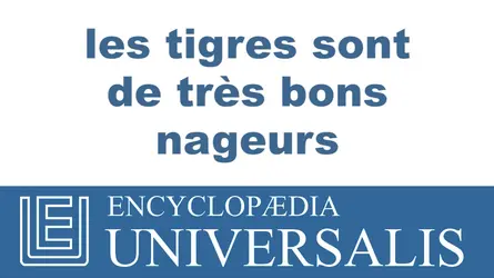 Tigre - crédits : © 2013 Encyclopædia Universalis