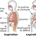 Inspiration et expiration - crédits : © Encyclopædia Britannica, Inc.