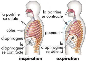 Inspiration et expiration - crédits : © Encyclopædia Britannica, Inc.