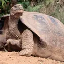 Tortue géante des Galápagos - crédits : Staffan Widstrand/ Corbis/ Getty Images