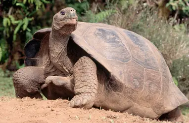 Tortue géante des Galápagos - crédits : Staffan Widstrand/ Corbis/ Getty Images